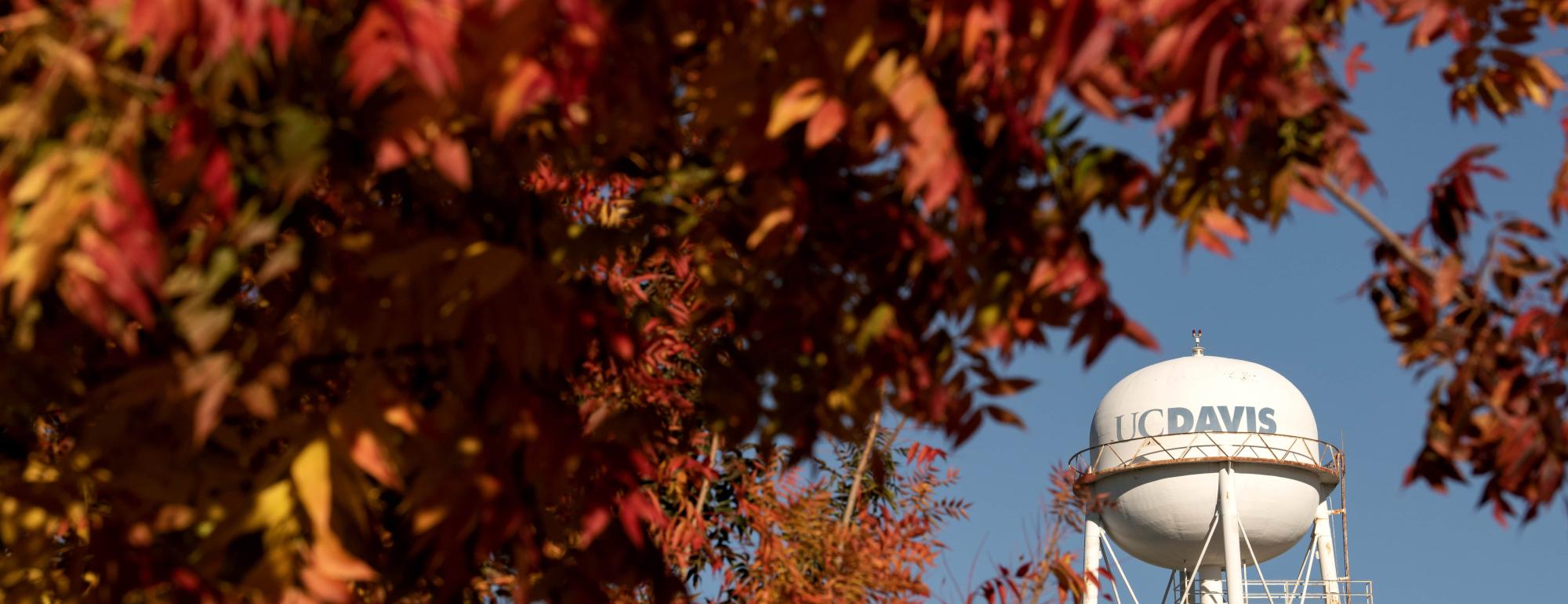 autumn leaves with uc davis tower
